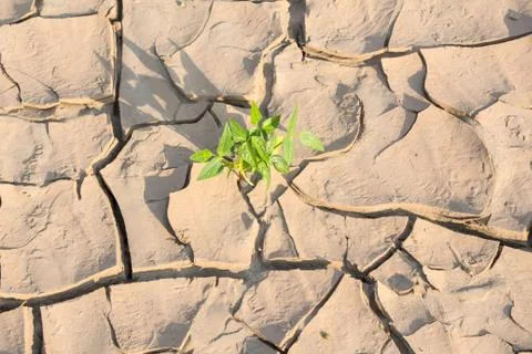 Dry crack earth Stock Photos