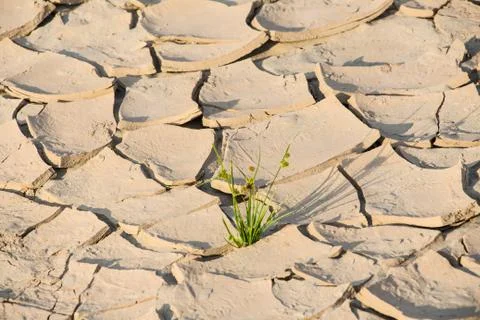 Dry crack earth Stock Photos