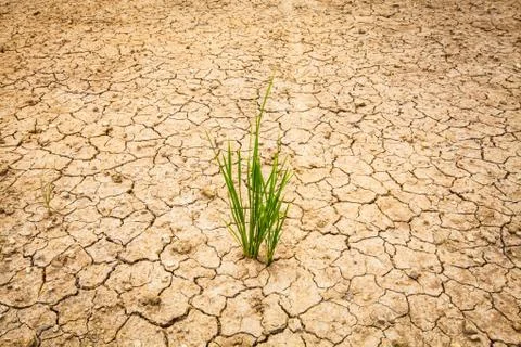 Dry cracked of earth Stock Photos