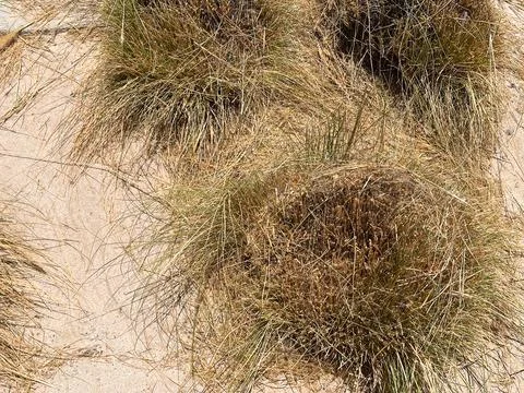 Dry cracked earth with sparse vegetation in arid desert landscape under bright Stock Photos