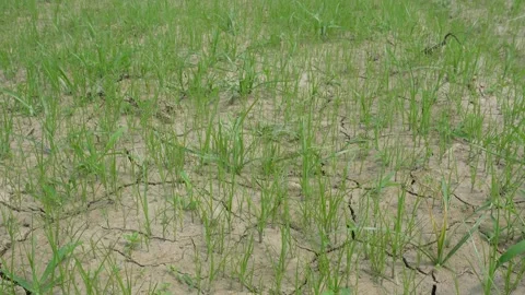 Dry cracked field Stock-Footage 334002166