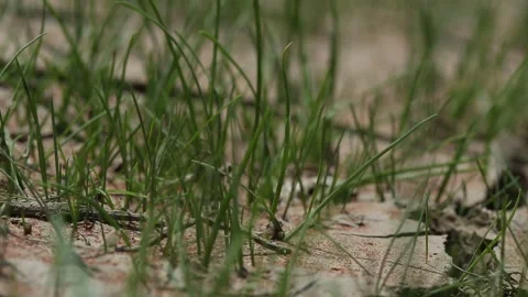 Dry cracked ground 6 Stock Footage 317341376