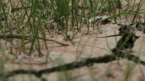 Dry cracked ground 7 Stock Footage 317341358