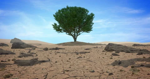 Dry cracked ground with a green tree of life, 3D animation Stock Footage 148981348