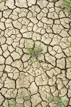 Dry cracked ground Foto stock