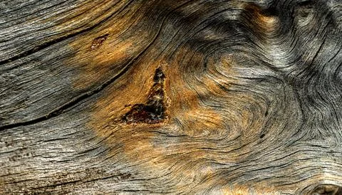 A dry, cracked old root. Background Stock Photos