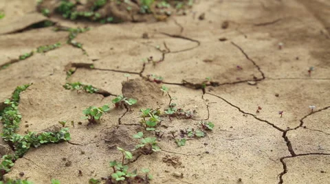 Dry cracked soil during a drought, Plants make their way during a drought Stock Footage 40539232