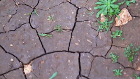 Dry cracked soil Video stock 318060061