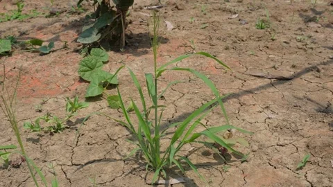 Dry Cracked Soil 库存影片 333963603