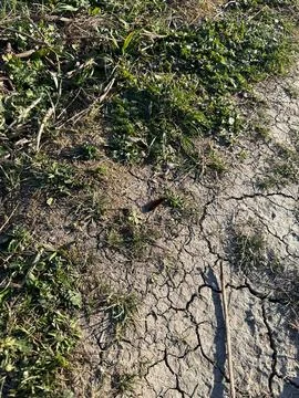 Dry cracked soil with grass and plants Stock Photos