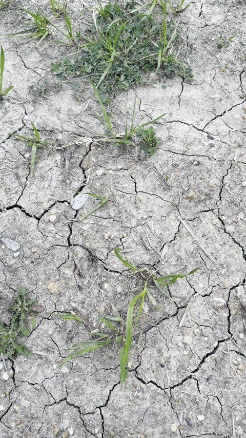 Dry Cracked Soil With Small Grass Patches Видео 344807483