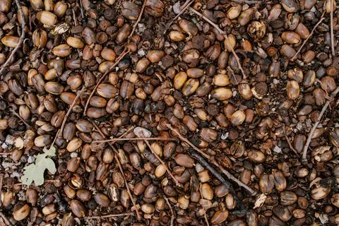 Dry crayons of a branch lie on a solid carpet of fallen brown acorns on the Stock Photos