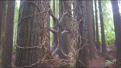 Dry creeper between two trees in forest Stock Footage 76102096