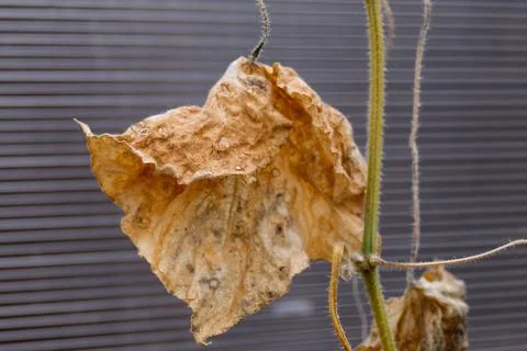 Dry cucumber leaf close up in greenhouse Foto stock