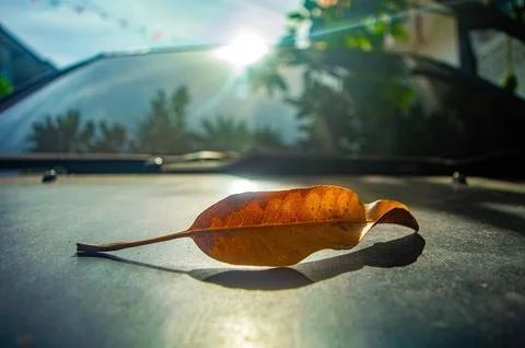 Dry curled leaf casting a sharp shadow on a car hood under bright sunlight .. Stock-Fotos