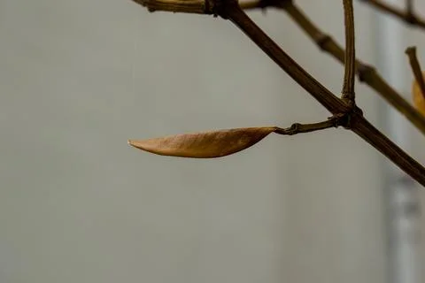 Dry, curled leaf hangs from thin branch Stock Photos