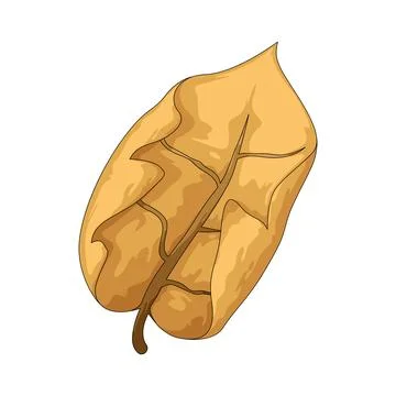 Dry curled leaf illustration Stock Illustration