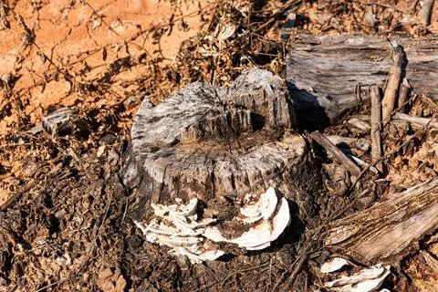 Dry cut tree stump Stock Photos