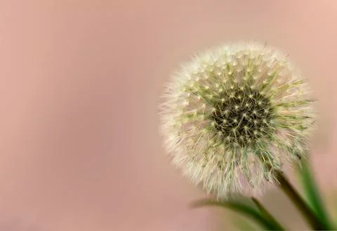 Dry Dandelion on a Clean Background Stock Photos