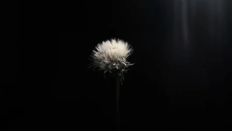Dry dandelion open up on black background under sun rays Stock Footage 128381248