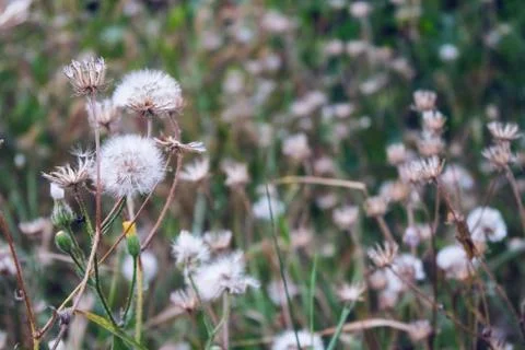 Dry dandelion Stock Photos