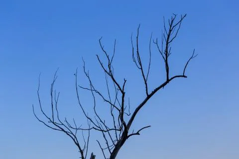 Dry dead branch on gradient blue sky background minimalistic comlosition Фото