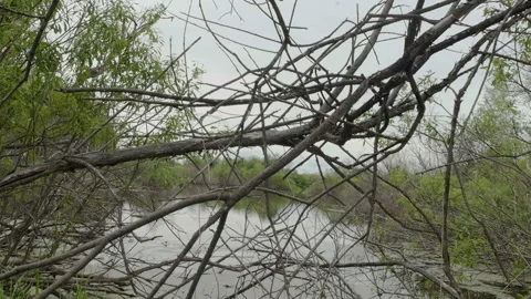 Dry dead branches on the lake. The camera rises to the reflection in the river. Stock Footage 100740872