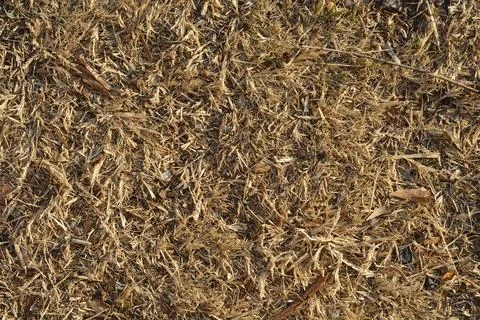 Dry dead brown grass ground texture pattern background Stockfoto's