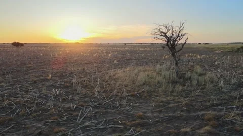 Dry dead leaveless tree stands in middle of desertification of shrub Stock Footage 247118517