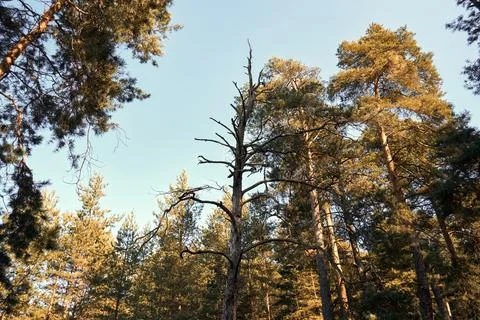 Dry dead pine tree in the forest Stock Photos