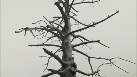 Dry dead pine tree in thick mist in Vall de Nuria, Pyrenees, Spain Stock Footage 346639492