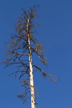 Dry dead pine trees in the forest against the sky. Stock Photos