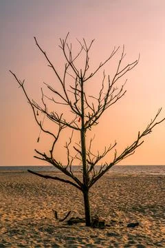 Dry dead tree background in the beach Stock Photos