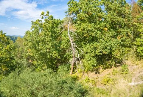 Dry dead tree on the background of a green forest near the town of Orlyk, Czech Stock Photos