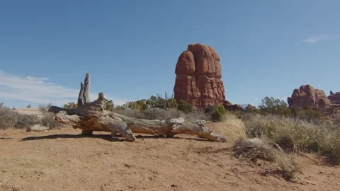Dry, dead tree branch on the sand in Arches Road National Park Utah, US Stock Footage 287724983