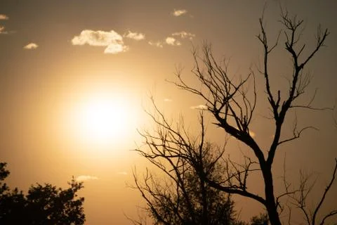 Dry dead tree branches against the sky in the desert during the drought seaso Фото