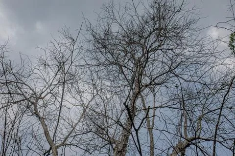 Dry Dead Tree Branches Against Cloudy Sky Stock Photos