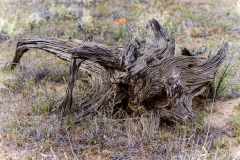 Dry dead tree in desert among grassy vegetation, east Utah Фото