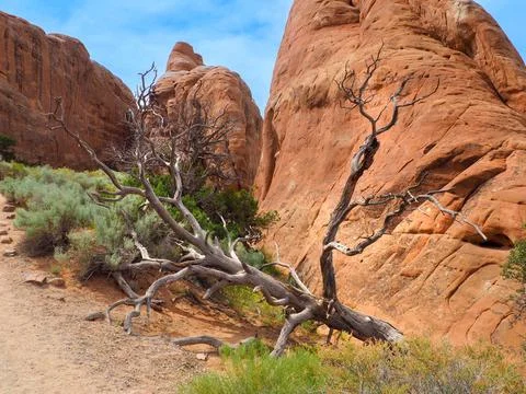 Dry dead tree on the Devil's Garden trail between orange sandstone rock Stock Photos