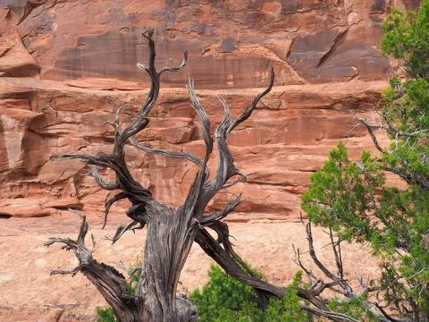 Dry dead tree on the Devil's Garden trail between orange sandstone rock Stock Photos