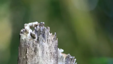 A dry dead tree on Stock Footage 196680850