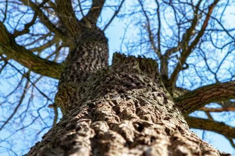 Dry dead tree in the forest on the sky background. Stock Photos