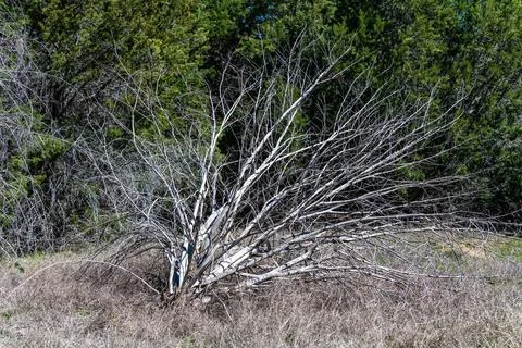 Dry dead tree in grass against forest background in Texas park Fotos Stock