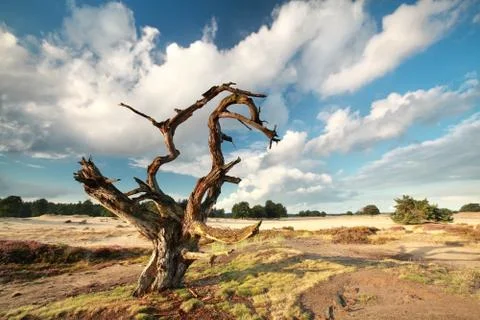 Dry dead tree over blue sky Foto stock