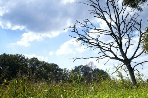 Dry dead tree Stock Photos