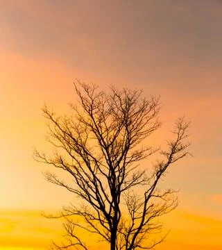 Dry dead tree Stock Photos