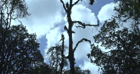 Dry, dead tree silhouette with branches 스톡 동영상 291598007