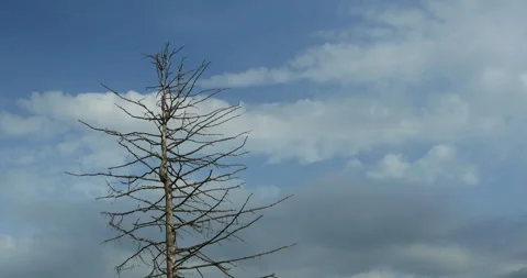 Dry dead tree time lapse Stock Footage 115048078