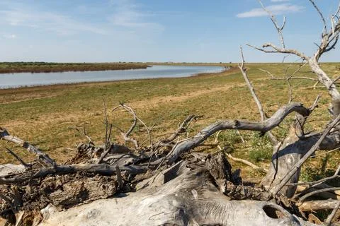 Dry dead tree trunk and branches on bank of Ural River in Kazakhstan Stock Photos