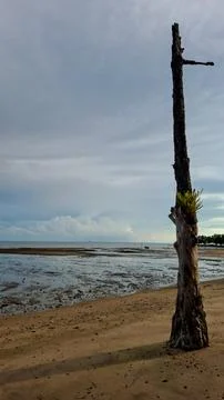 Dry dead tree trunk standing on a sandy tropical beach at low tide Stock Photos
